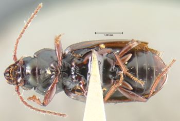 Media type: image;   Entomology 16298 Aspect: habitus ventral view